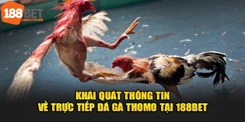 Đá gà bên Thomo một lựa chọn giải trí đỉnh cao tại 188BET