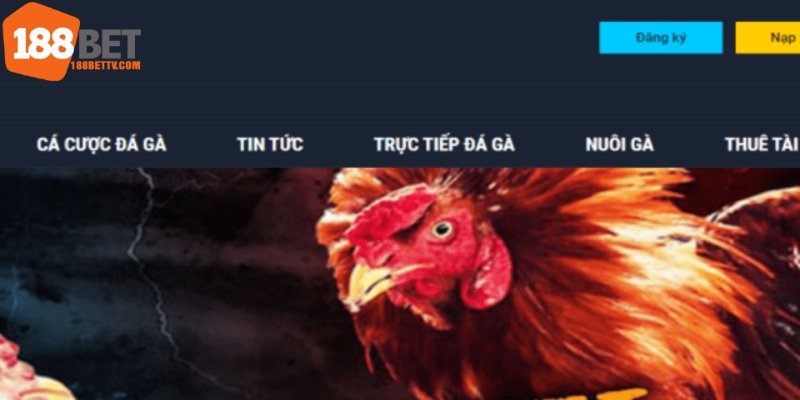 Truy cập vào hệ thống để không bỏ lỡ các trường Đá gà 188bet độc đáo