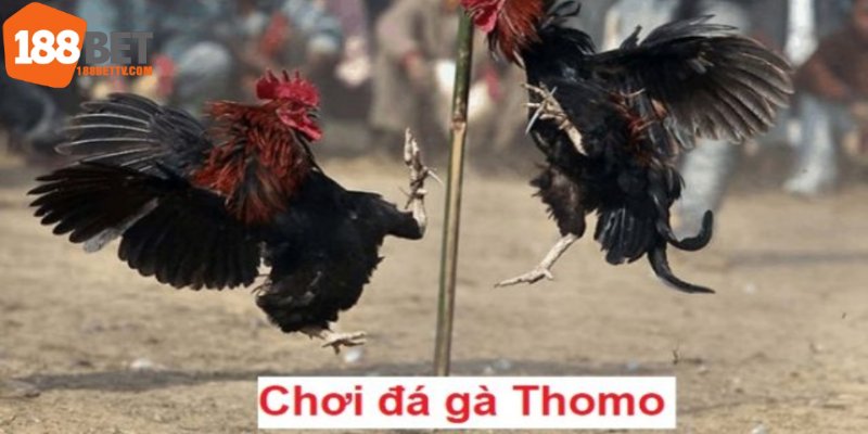 Chơi Đá gà bên Thomo không thua cược vì đã có 188BET